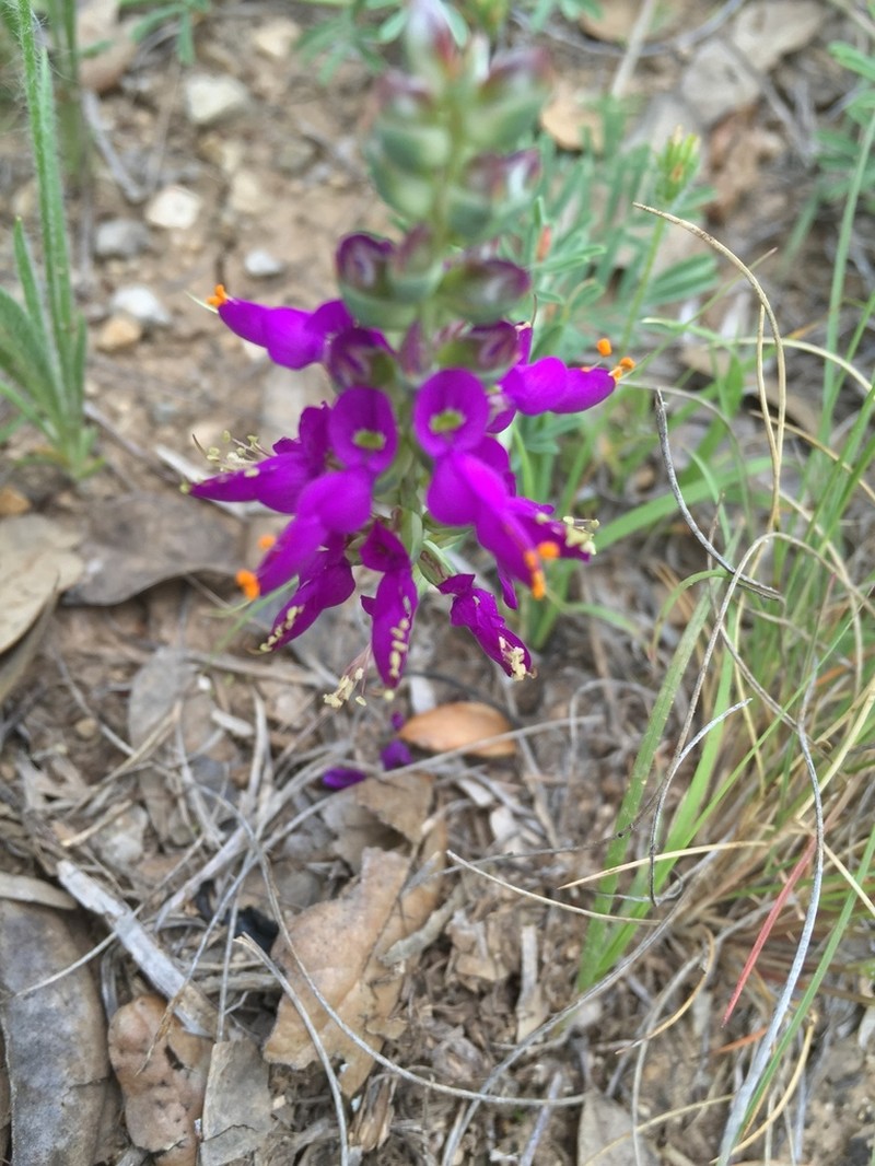 Purple Dalea photo 3