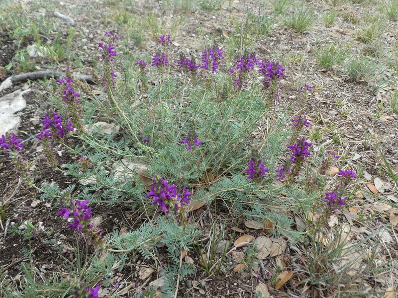 Purple Dalea photo 4