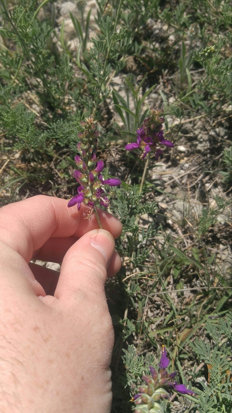 Purple Dalea photo 5