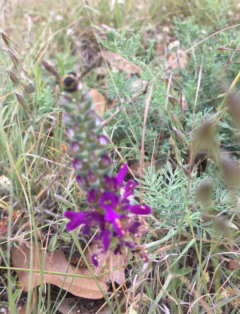 Purple Dalea photo 6