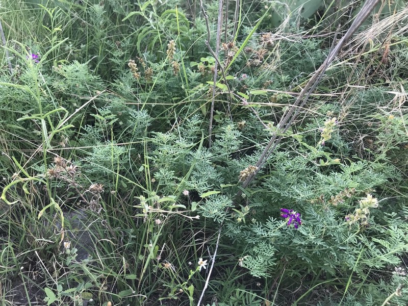 Purple Dalea photo 7