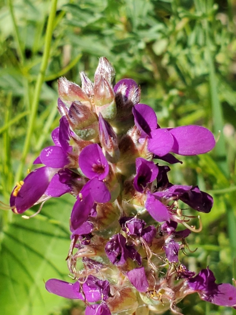 Purple Dalea photo 8