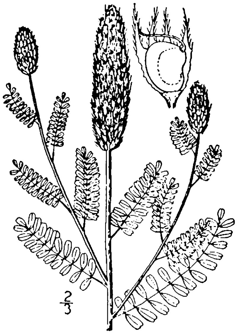 Foxtail Prairie Clover