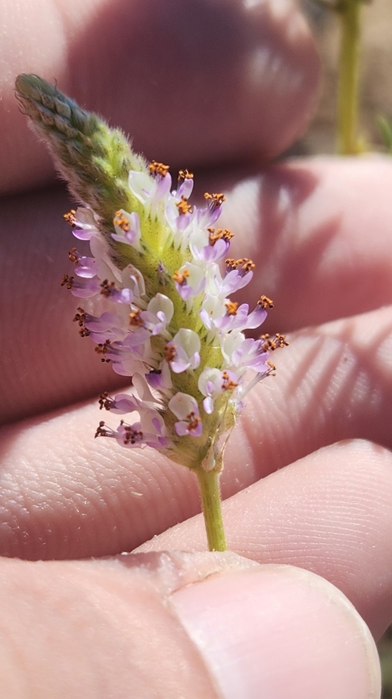 Foxtail Prairie Clover
