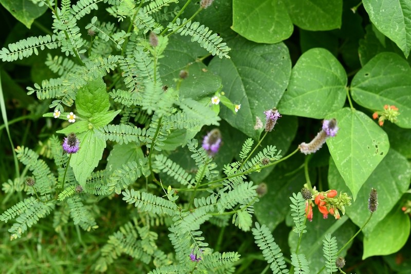 Foxtail Prairie Clover photo 4