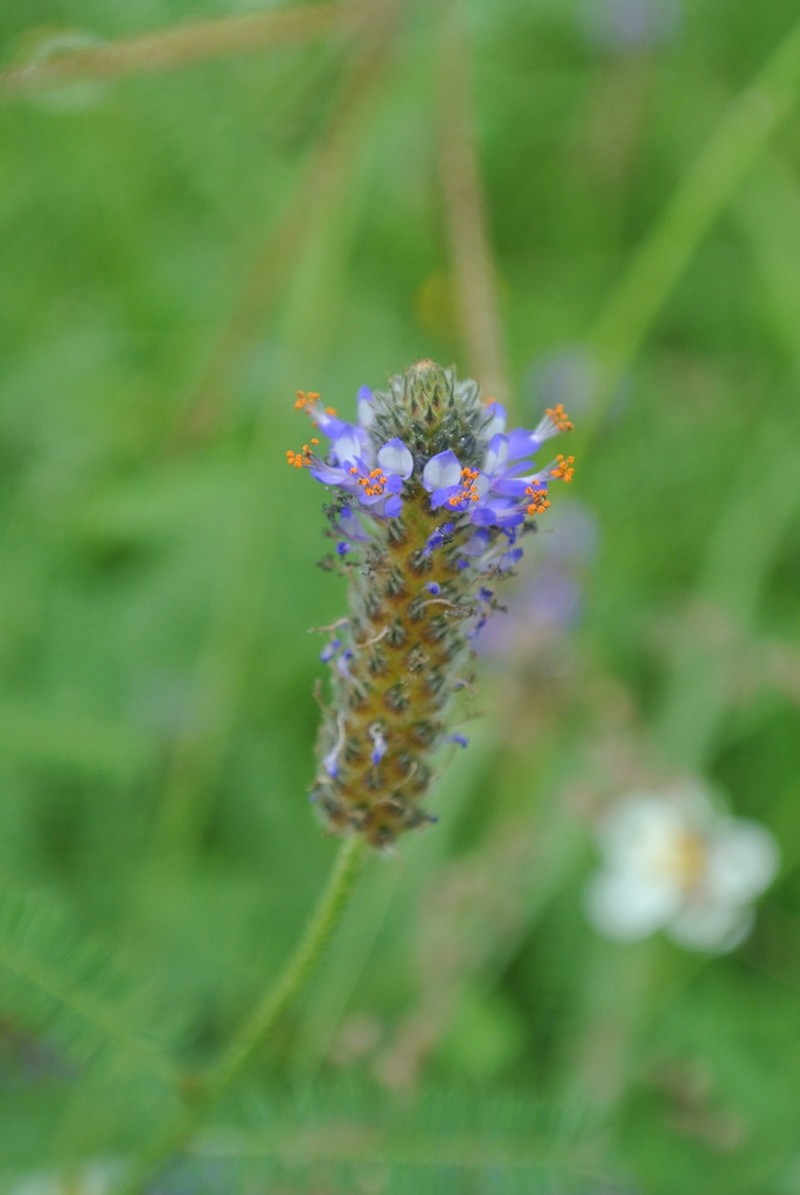 Foxtail Prairie Clover photo 5