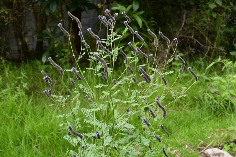 Foxtail Prairie Clover photo 6