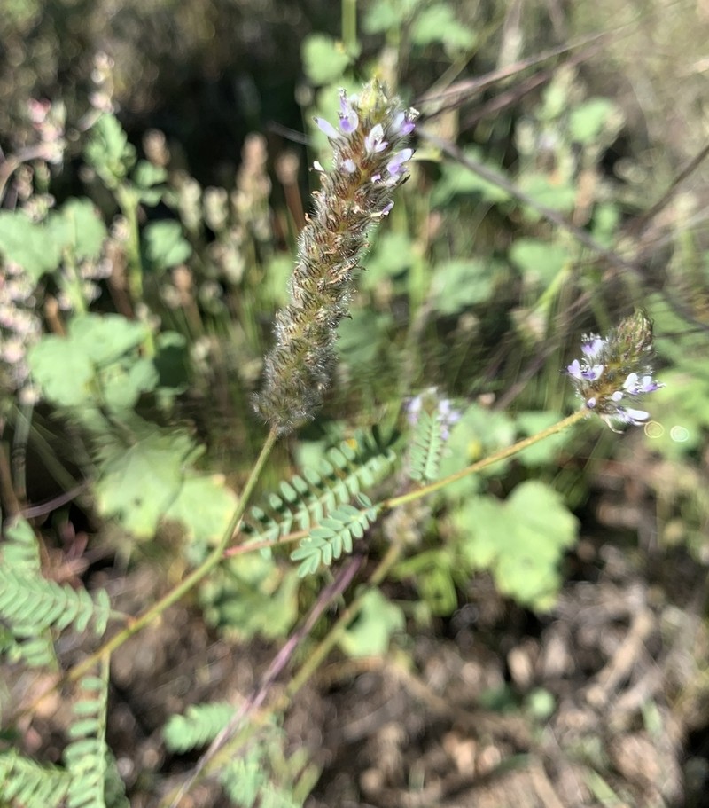 Foxtail Prairie Clover photo 7