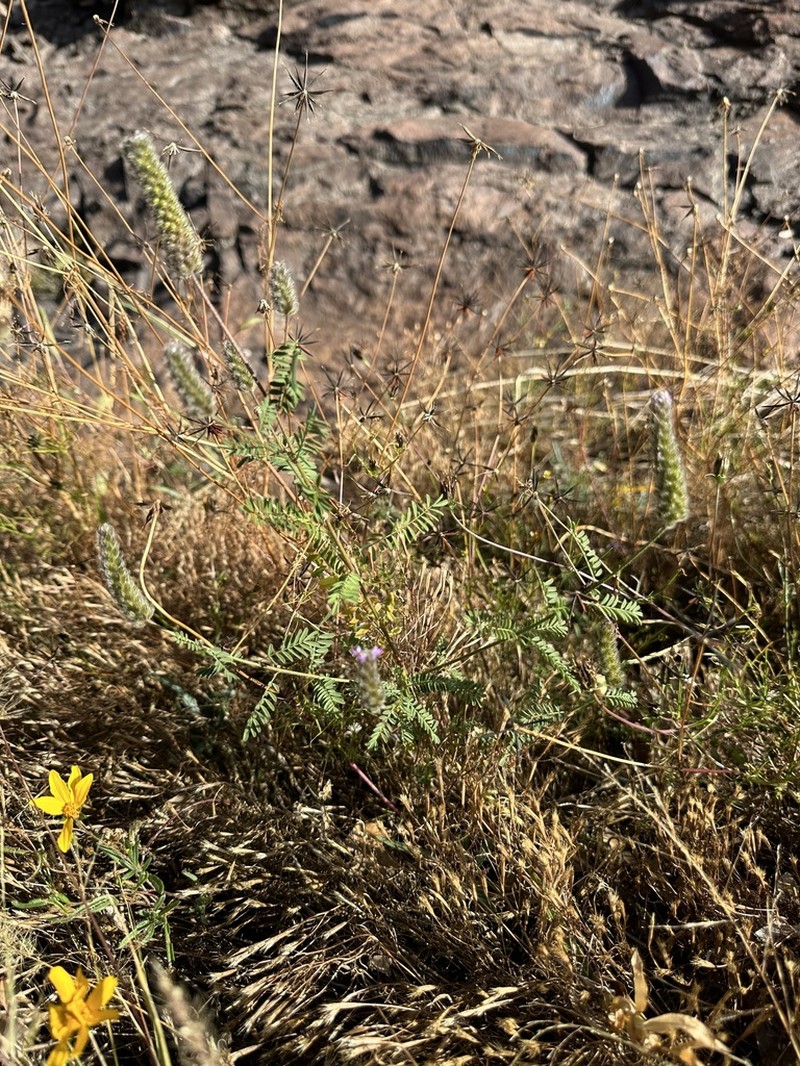 Foxtail Prairie Clover photo 8