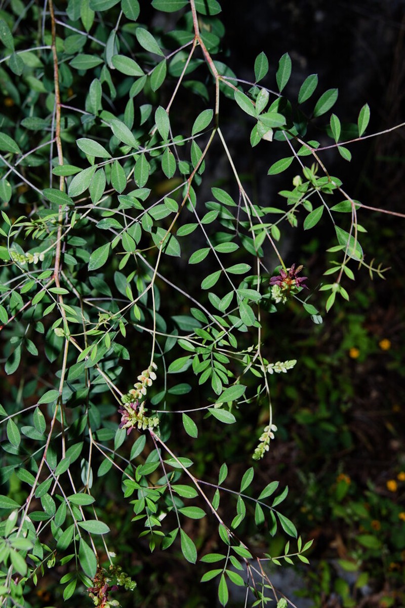 Dalea leptostachya