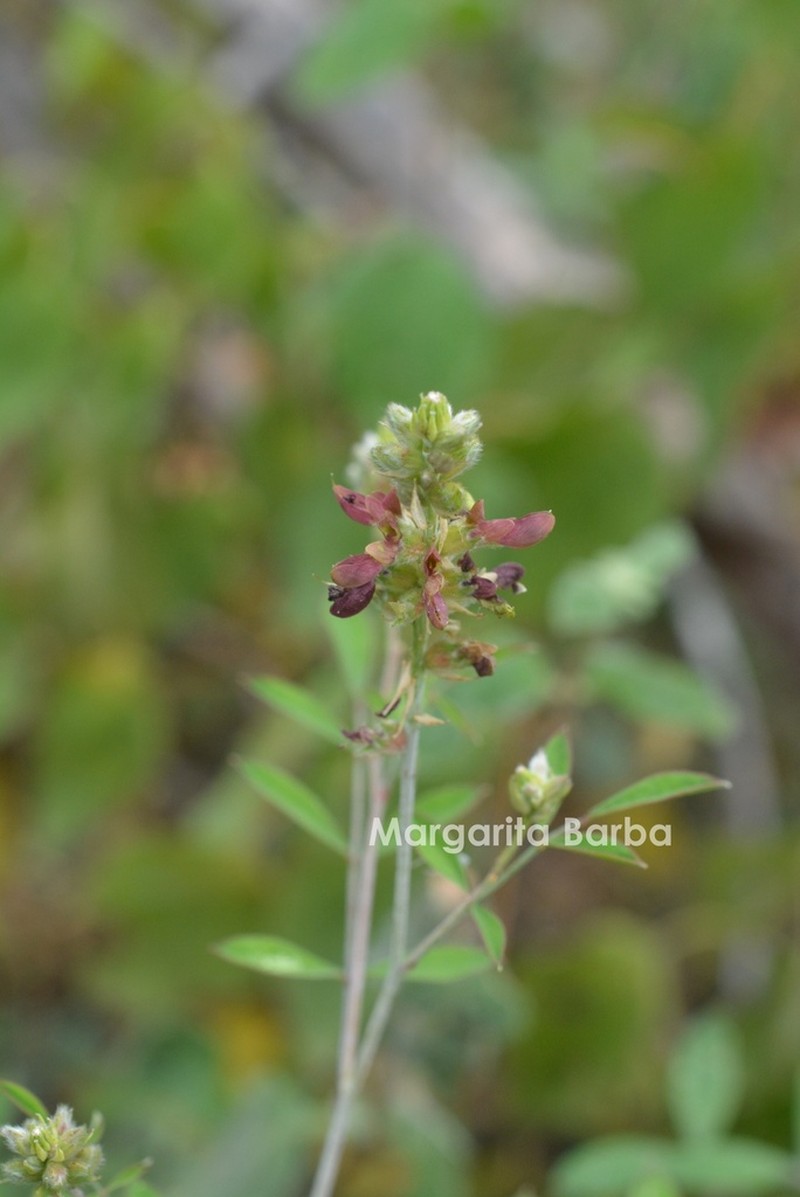 Dalea leptostachya photo 2
