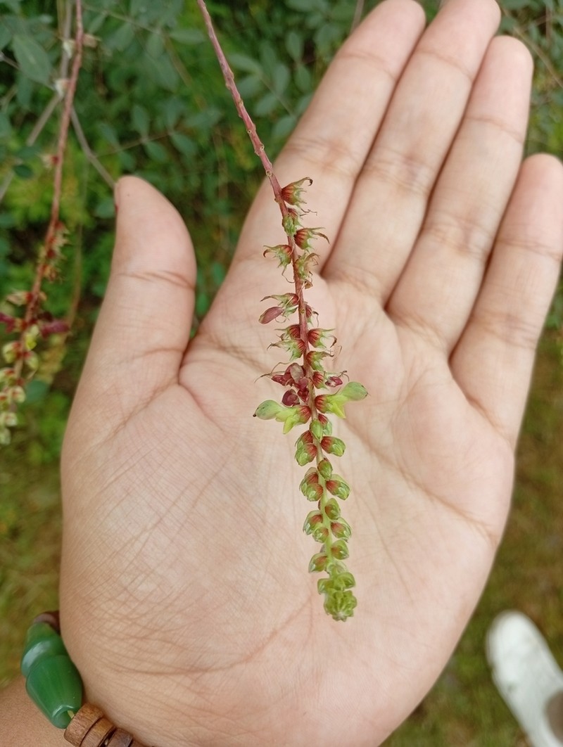 Dalea leptostachya photo 3