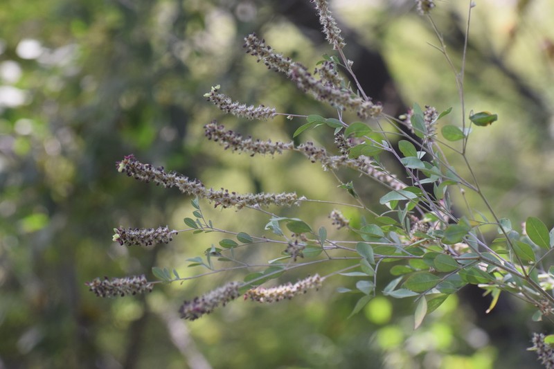 Dalea leptostachya photo 4