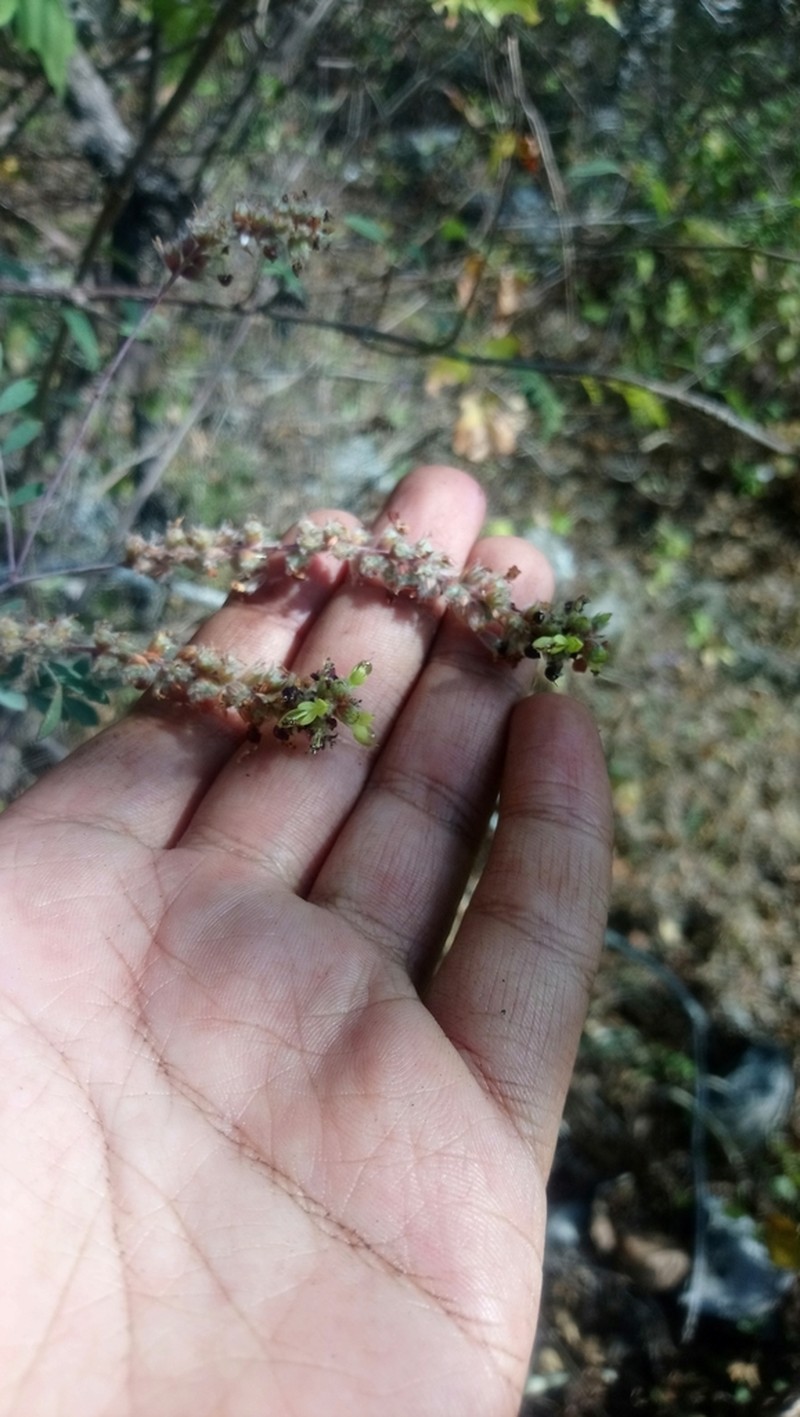 Dalea leptostachya photo 6