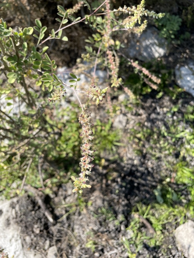 Dalea leptostachya photo 7