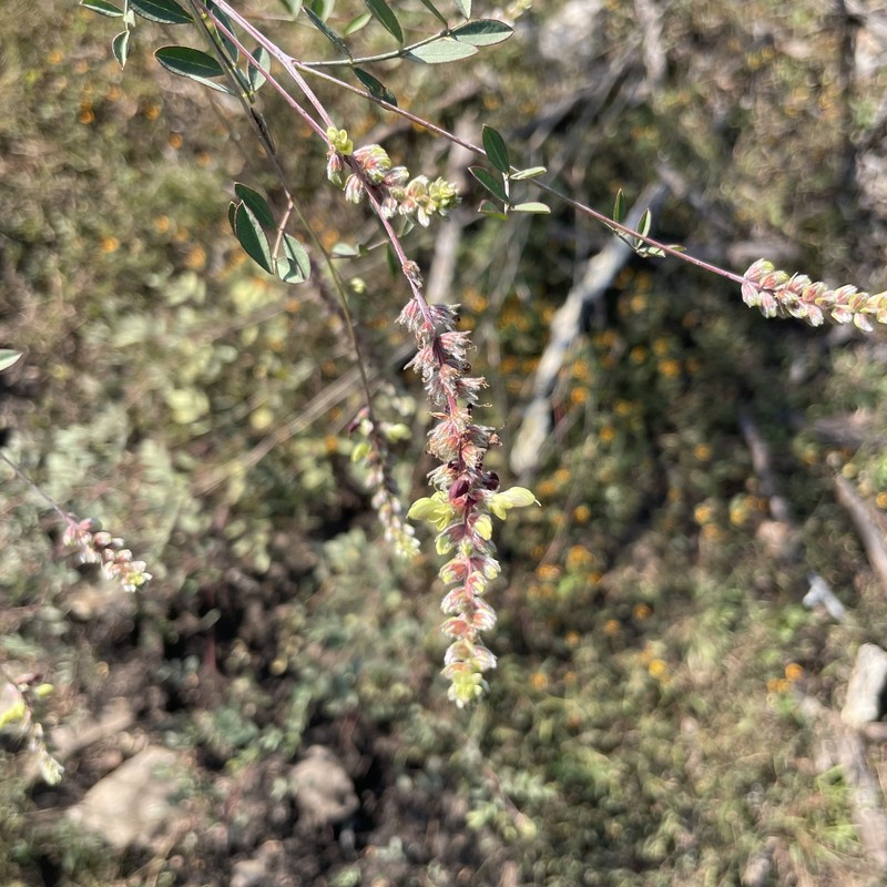 Dalea leptostachya photo 8