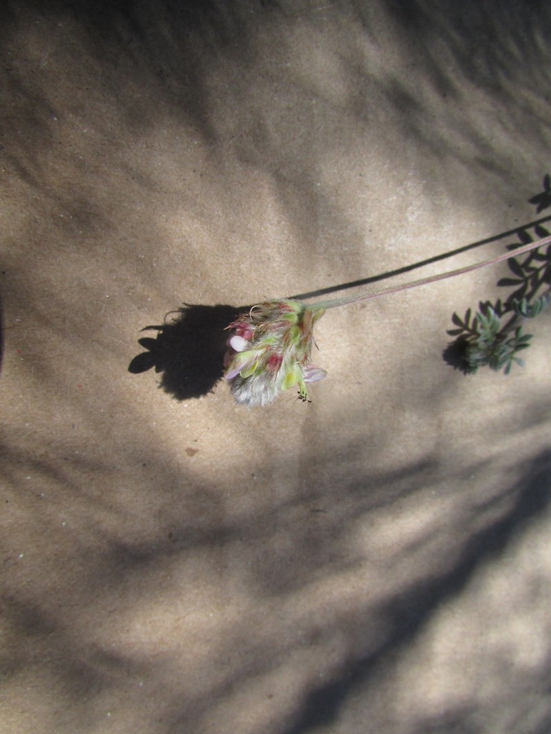 Dalea leucosericea