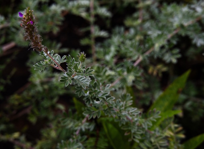Dalea leucosericea photo 2