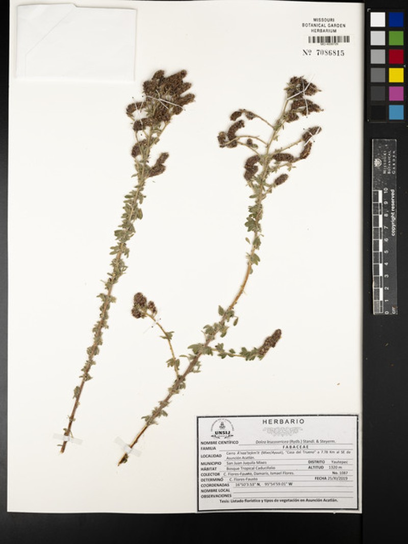 Dalea leucosericea photo 5