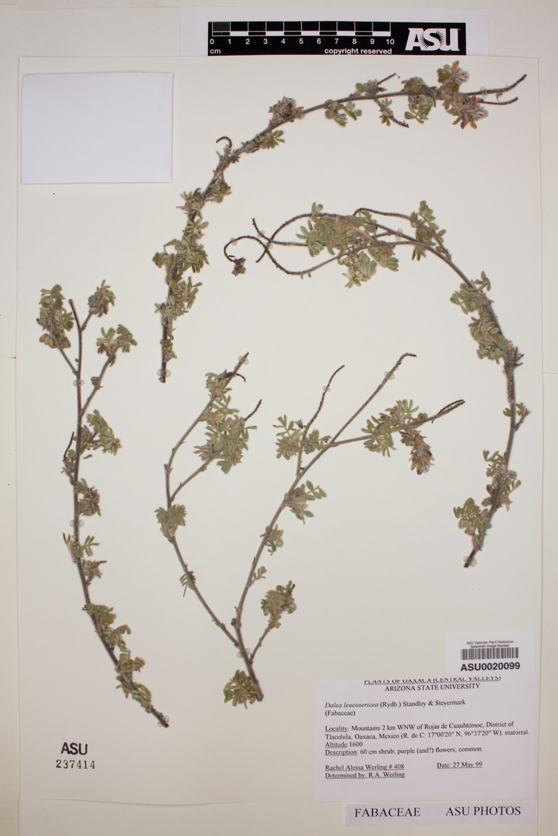 Dalea leucosericea photo 6