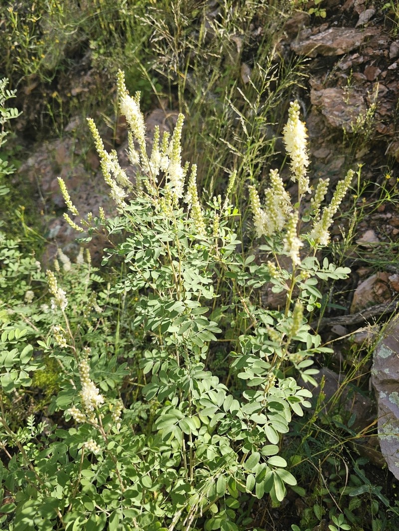 Dalea leucostachya