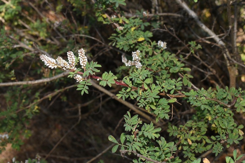 Dalea leucostachya photo 2