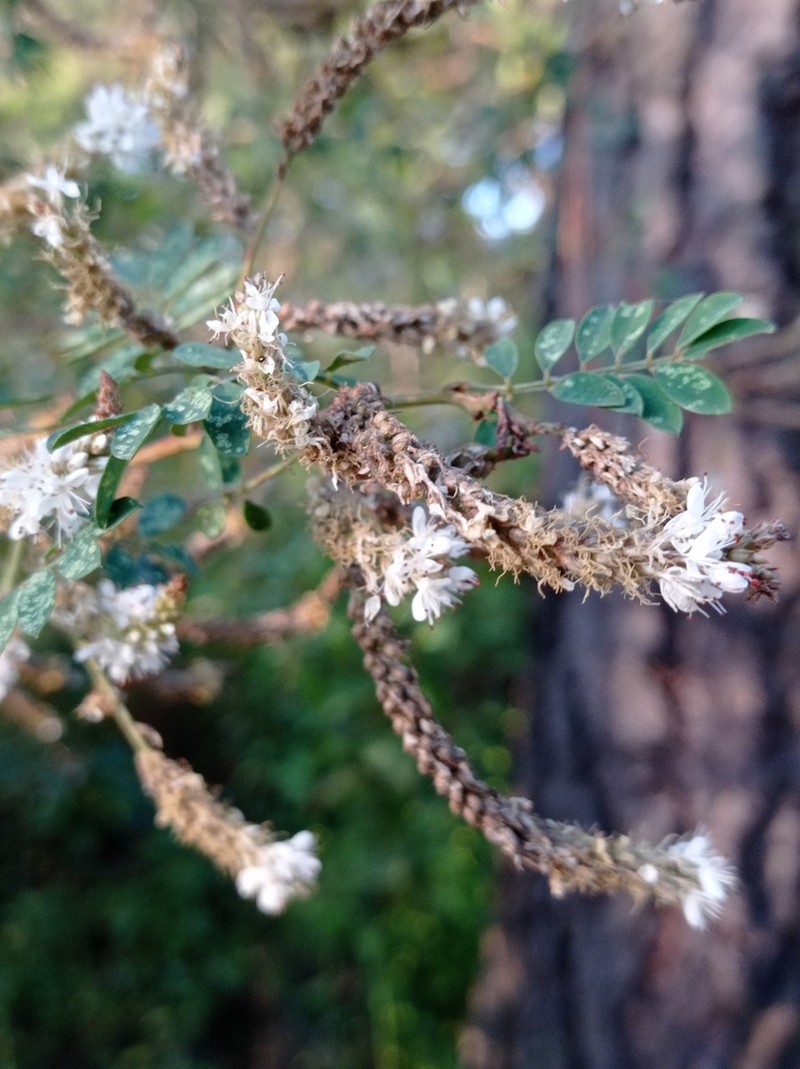 Dalea leucostachya photo 3