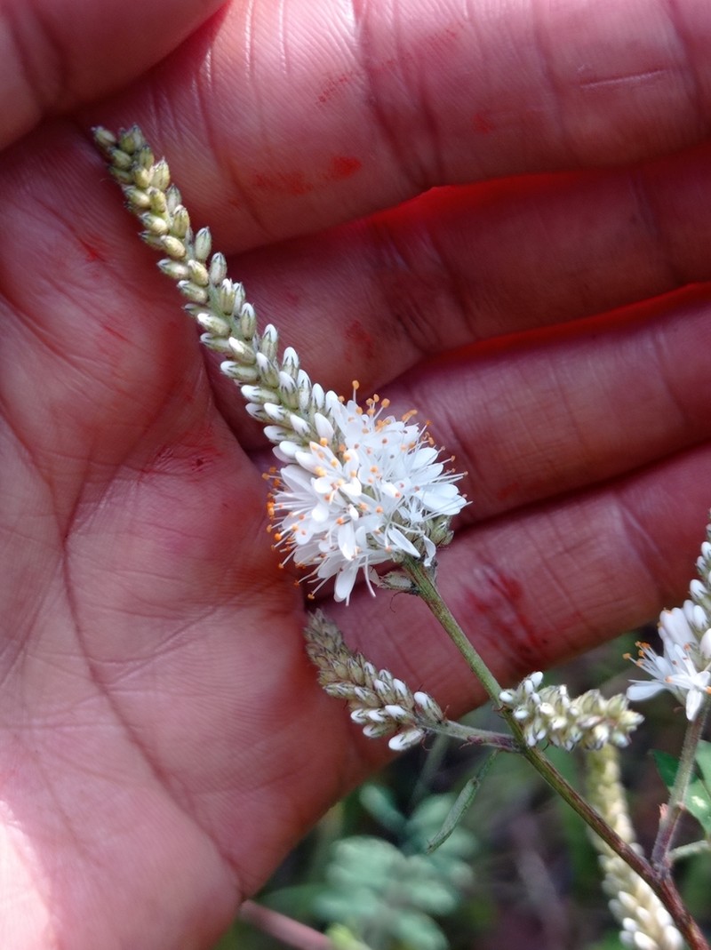 Dalea leucostachya photo 4