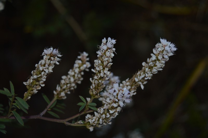 Dalea leucostachya photo 6