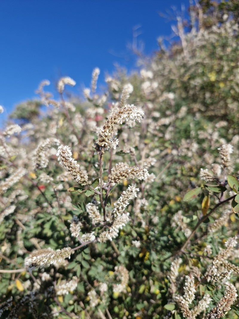 Dalea leucostachya photo 8
