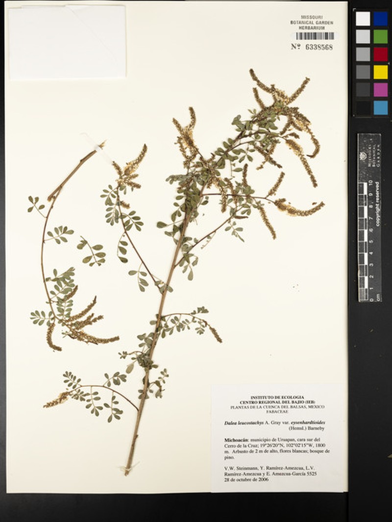 Dalea leucostachya var. eysenhardtioides