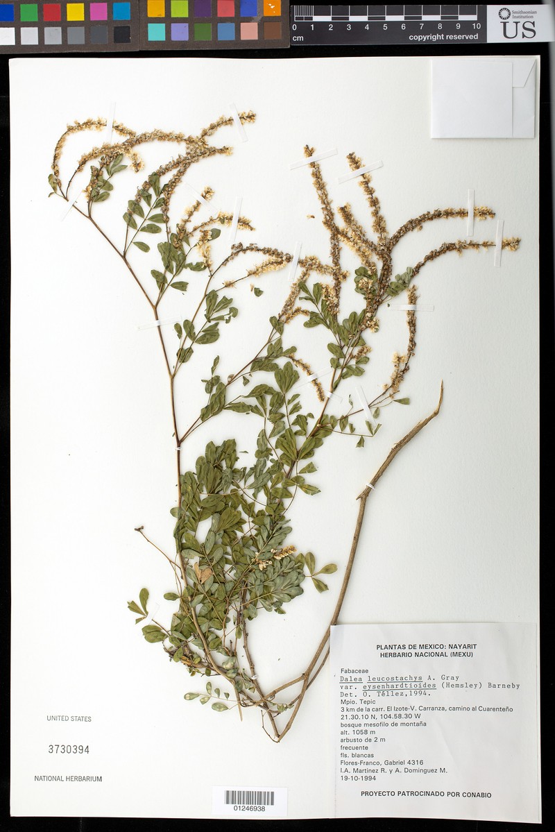 Dalea leucostachya var. eysenhardtioides photo 2