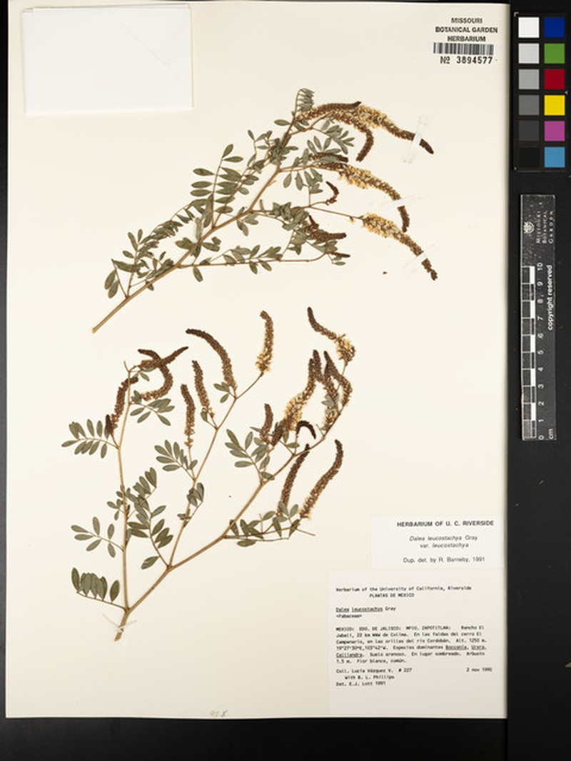Dalea leucostachya var. leucostachya