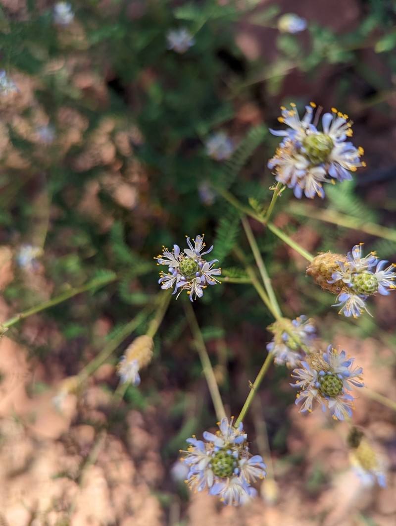 Lumholtz's Prairie Clover photo 2