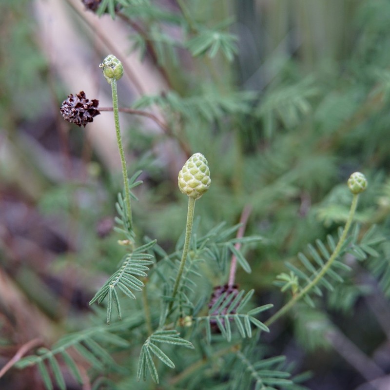 Lumholtz's Prairie Clover photo 4