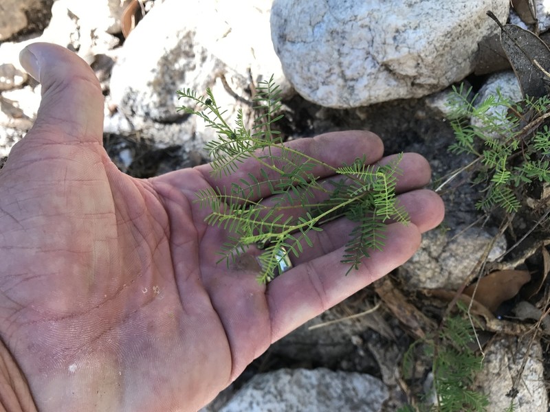 Lumholtz's Prairie Clover photo 5