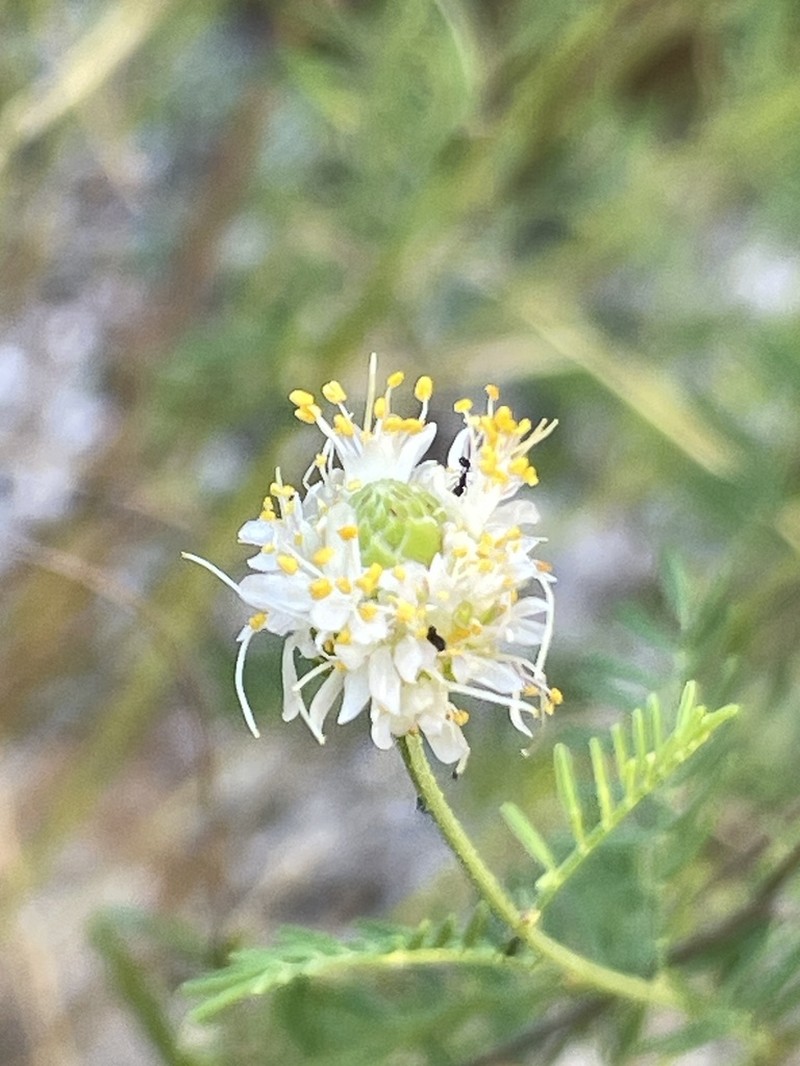 Lumholtz's Prairie Clover photo 8