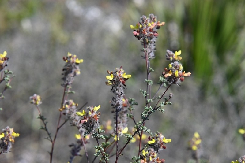 Dalea lutea photo 2