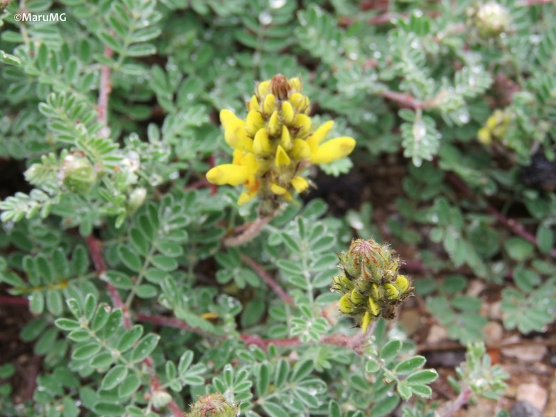 Dalea lutea photo 3