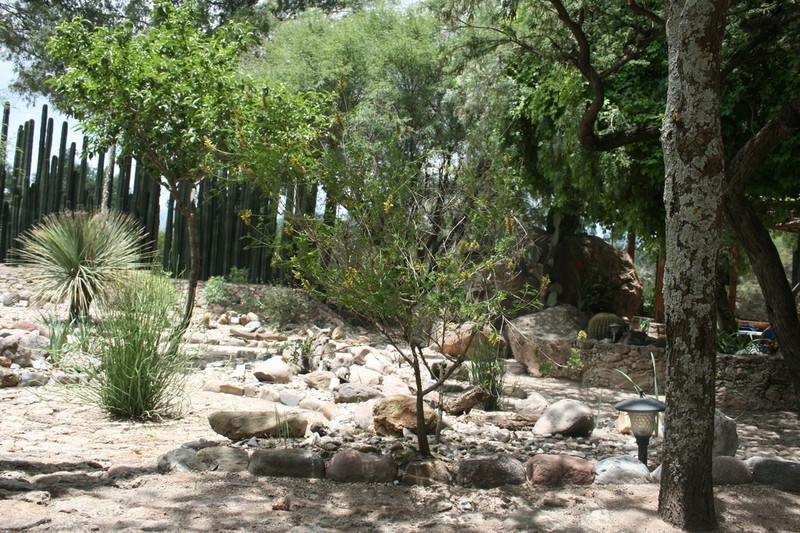 Dalea lutea photo 4