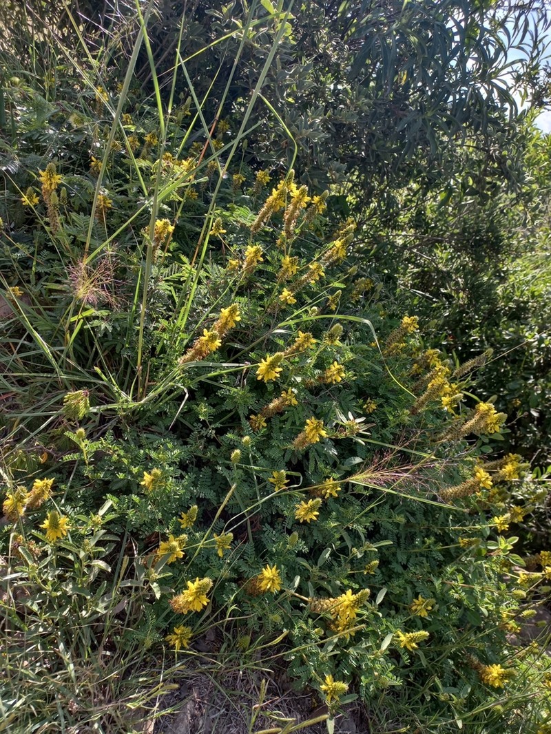 Dalea lutea photo 5