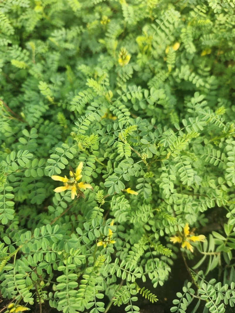 Dalea lutea photo 6
