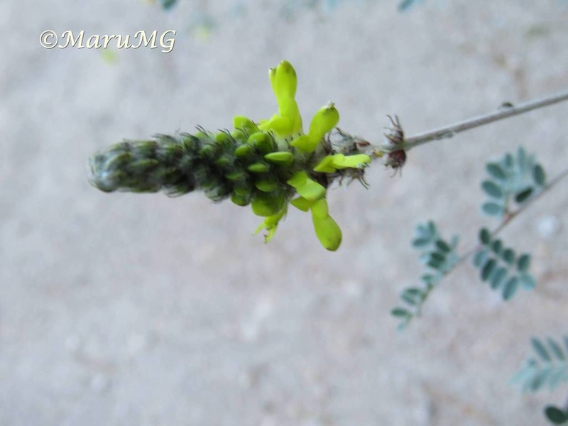 Dalea lutea photo 7