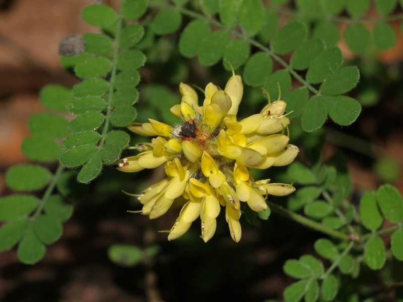 Dalea lutea photo 8