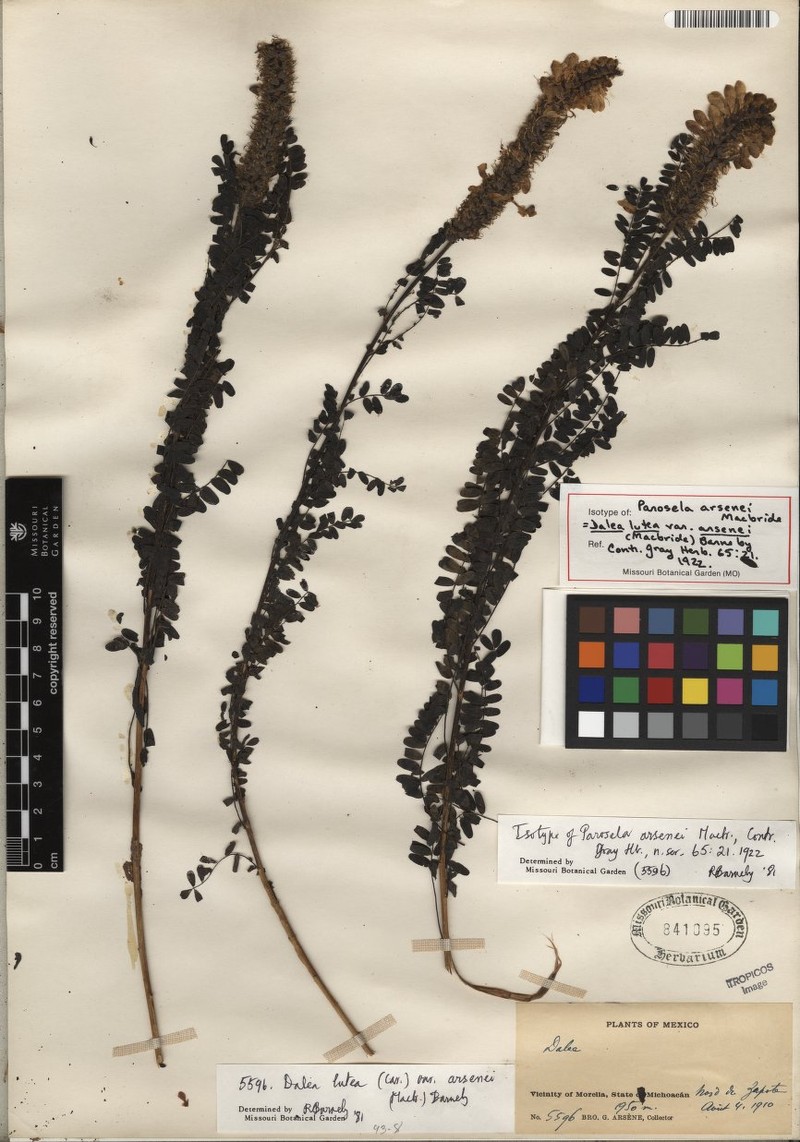 Dalea lutea var. arsenei