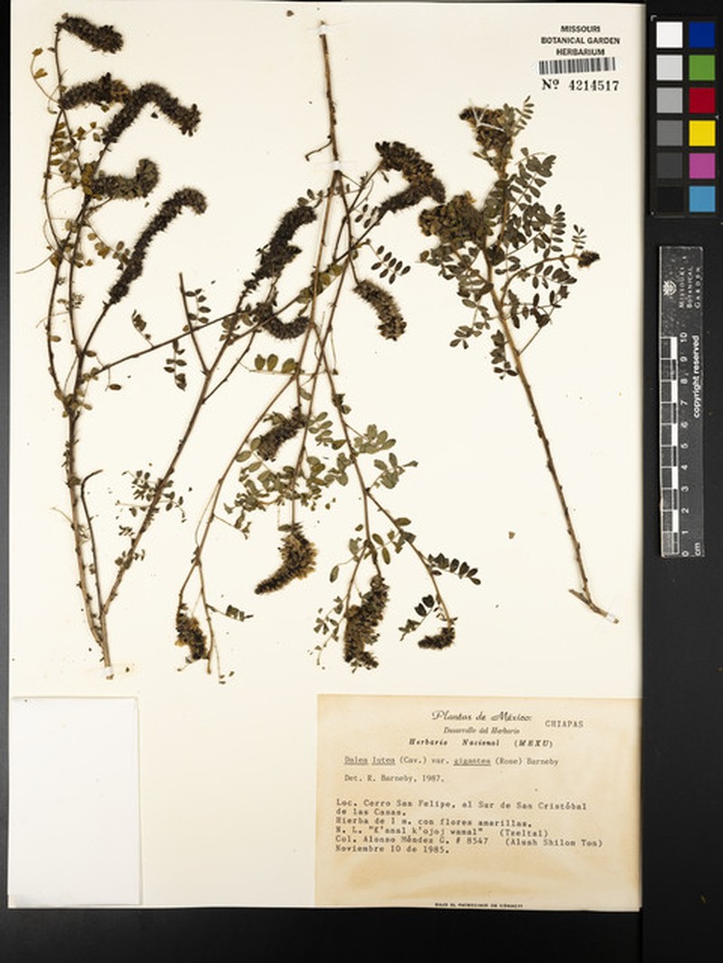 Dalea lutea var. gigantea