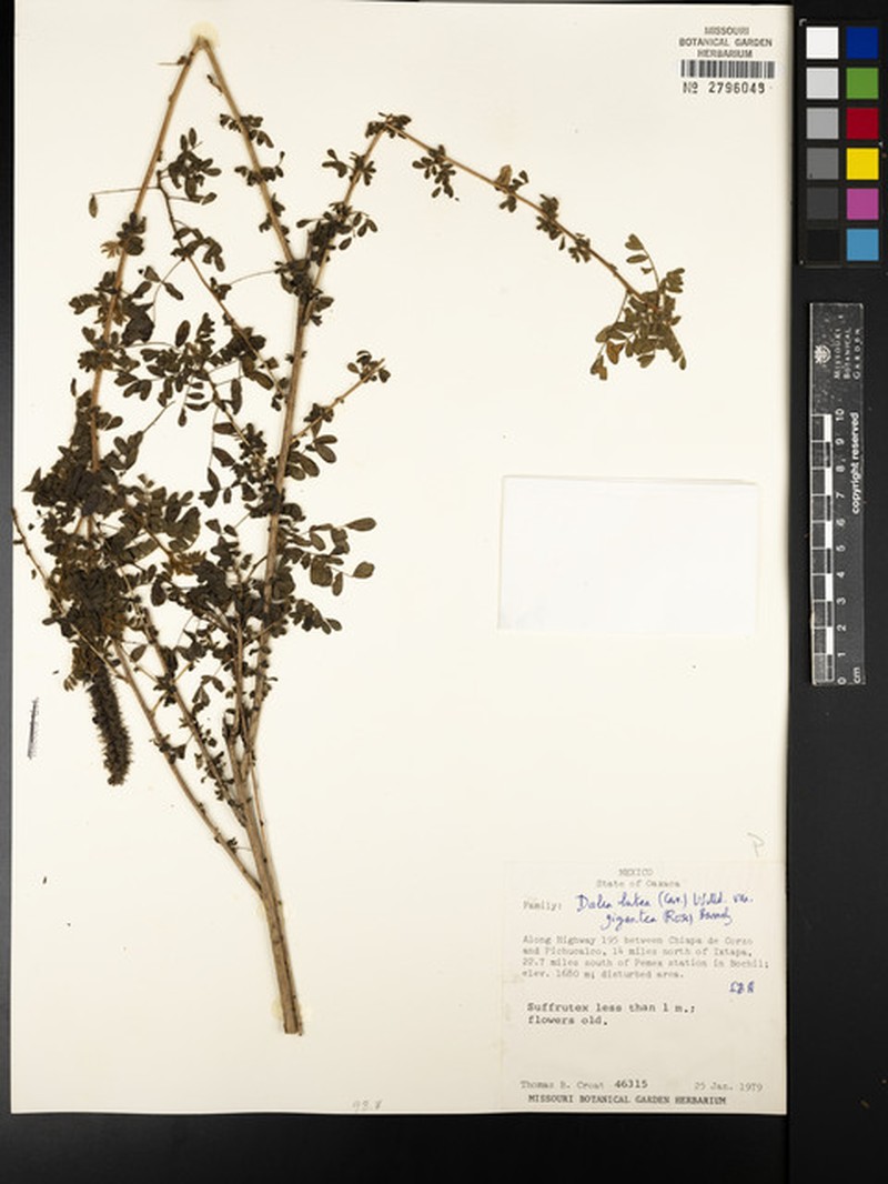 Dalea lutea var. gigantea photo 2