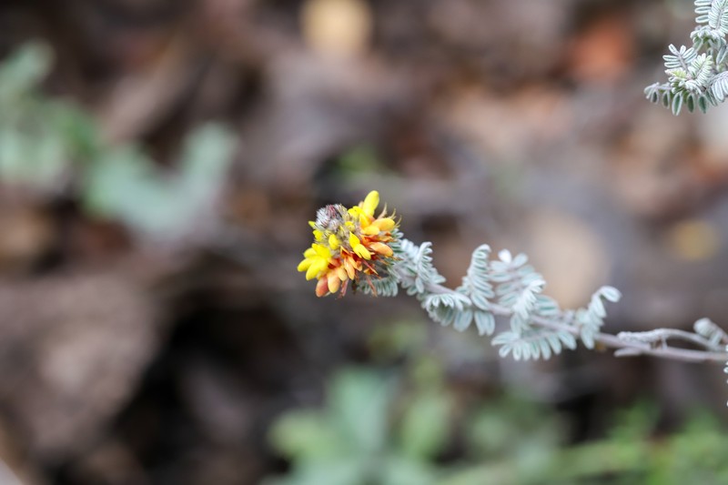 Dalea lutea var. longispica