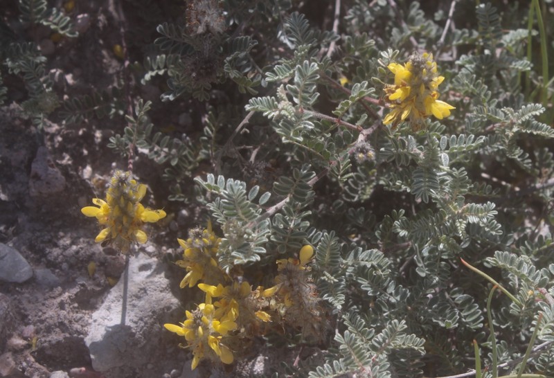 Dalea lutea var. longispica photo 2