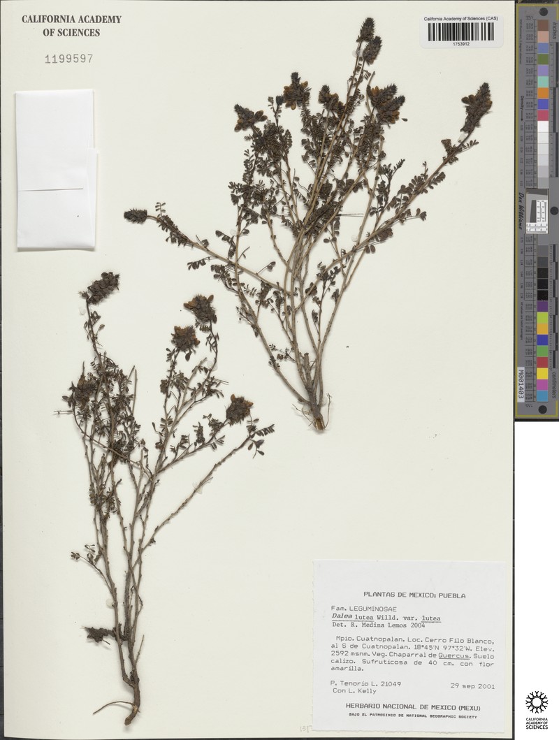 Dalea lutea var. lutea